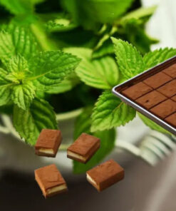 Nama Chocolate Mint Mild Milk